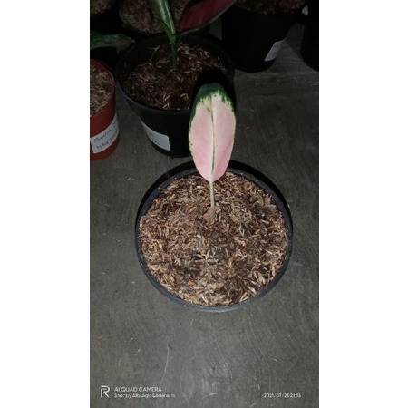 bibit tanaman hias Aglaonema kochin sutra Tanian Lokal (Beby)
