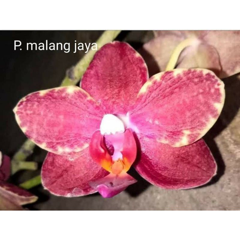 Anggrek dewasa bulan hybrid Taiwan malang jaya bisa cod