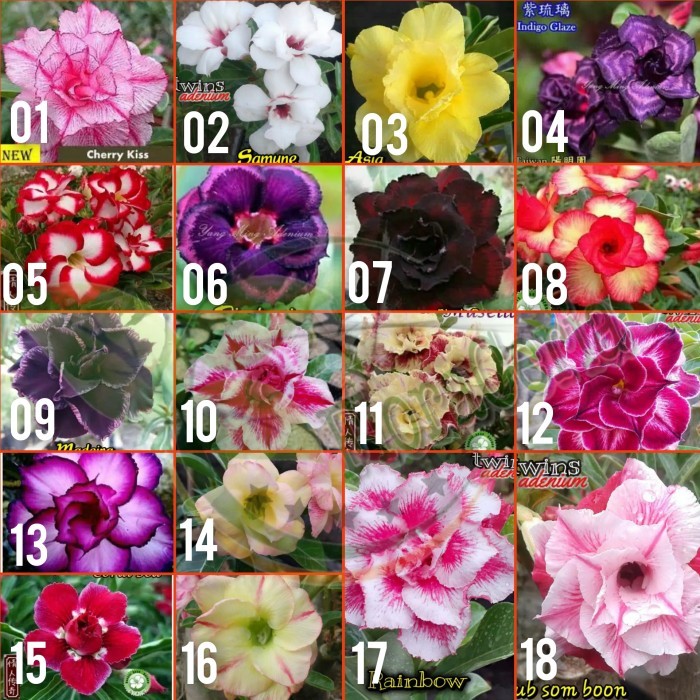 

Paket 18 Bibit Bunga Adenium Tumpuk Kamboja Jepang
