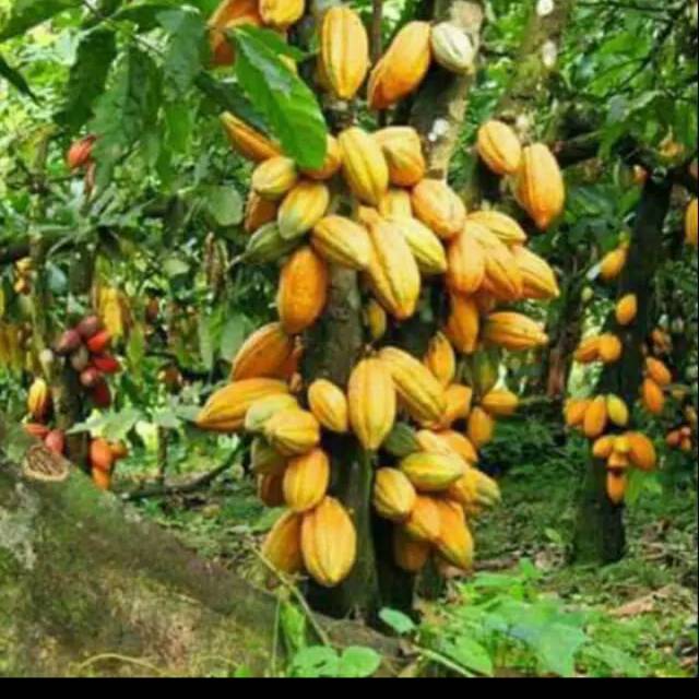 

Buah kakao matang /buah coklat hibrida.