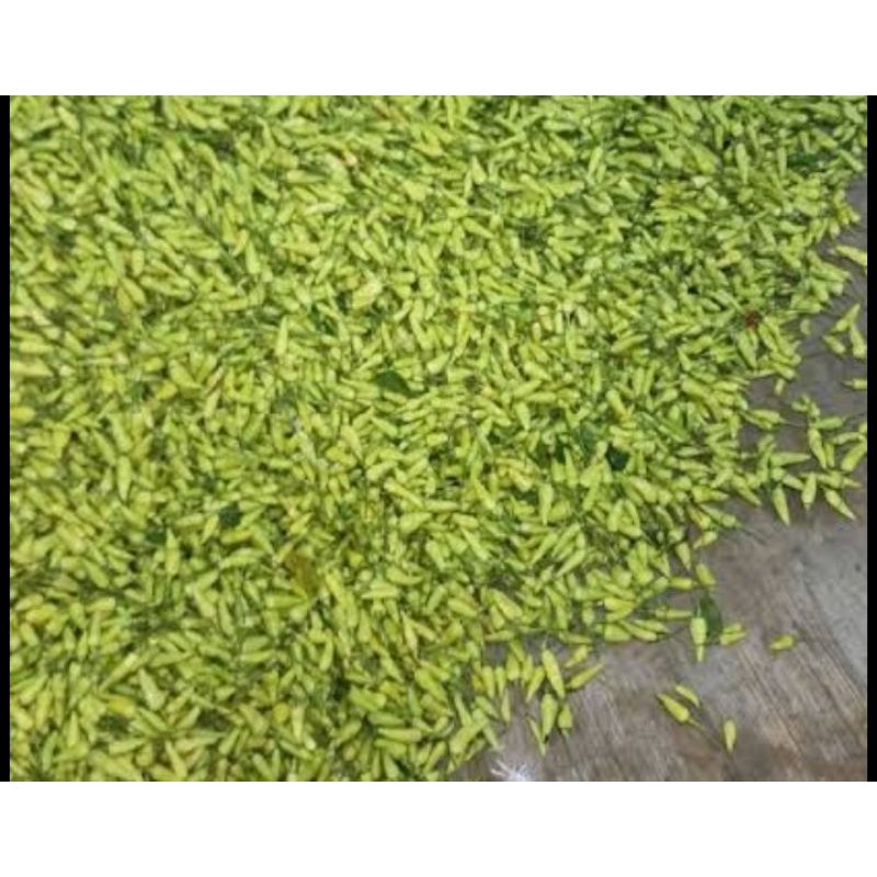 

CABE RAWIT PUTIH PEDAS