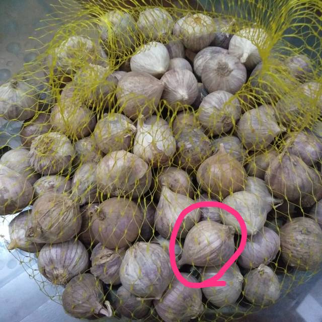 

Bawang putih tunggal