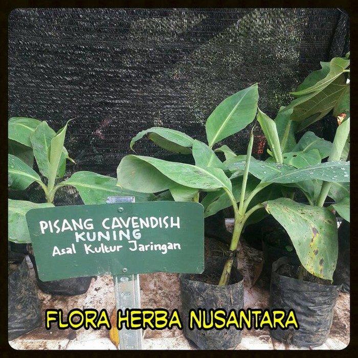 

Bibit Pisang Cavendish Kuning By As