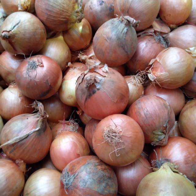 

Bawang Bombay 500 gr