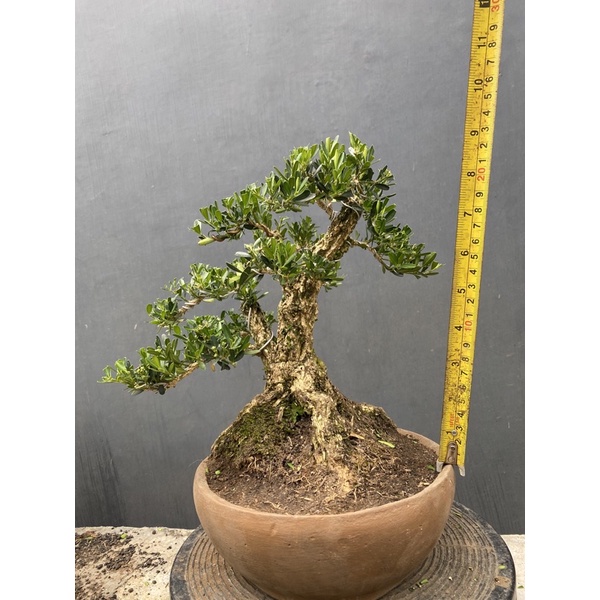 bonsai boxus sudah jadi bonggol besar programan.