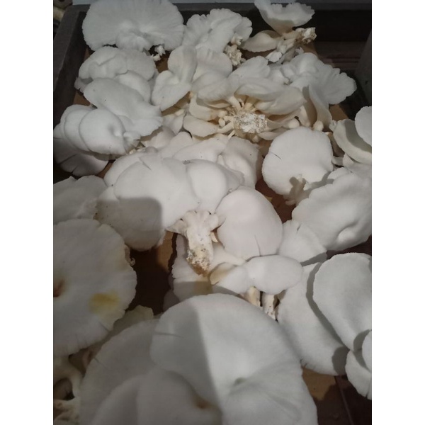 

jamur tiram putih segar 100g mushroom