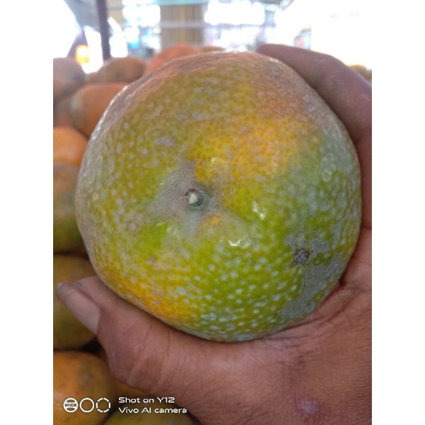 

Jeruk Madu Besar ukuran Super