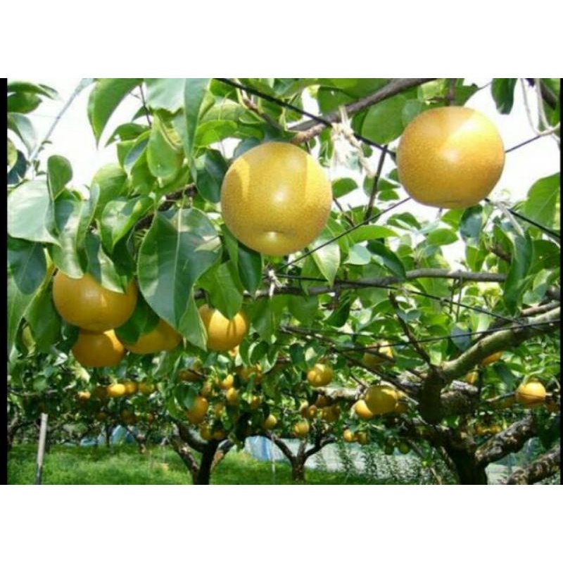 Bibit tanaman buah pir cangkok super siap berbuah