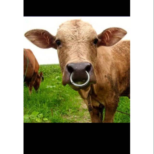 Cincin Ring Untuk Hidung Sapi Lembu dan Kerbau Cow Bull Ox Nose Ring