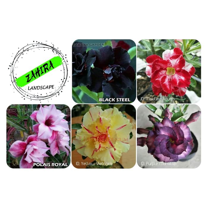 Paket (H) 5 Bibit Kamboja Adenium Bunga Tumpuk - Tanaman Hias