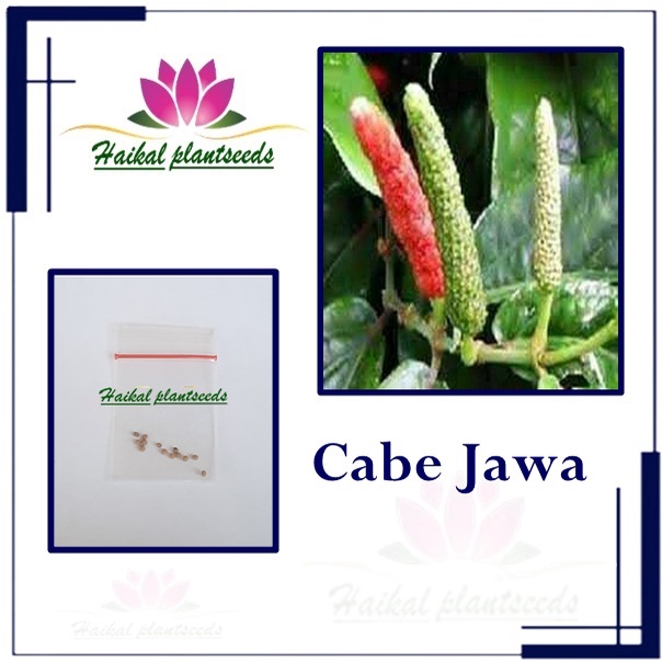 10 Biji Benih Cabe Herbal Cabai Jawa
