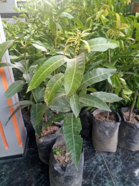 Bibit Tanaman Mangga Red Ivory