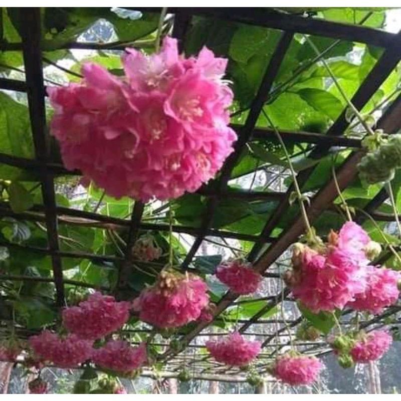 DOMBEYA CAYEUXII/BIBIT/BUNGA/PAKAN LEBAH KLANCENG/KELE/TEUWEUL/KELULUT ITAMA/LEVICEPS