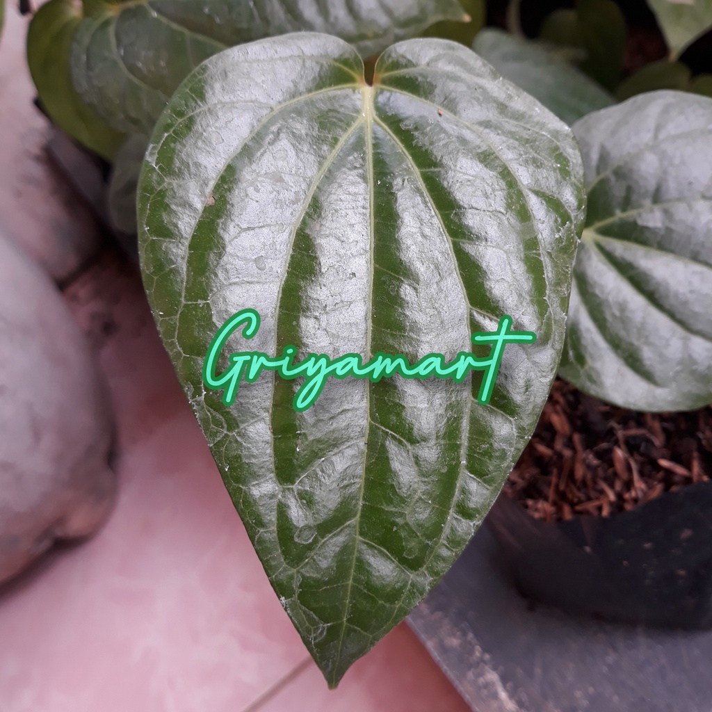 

DAUN SIRIH HIJAU SEGAR | DAUN SURUH HIJAU | OBAT HERBAL
