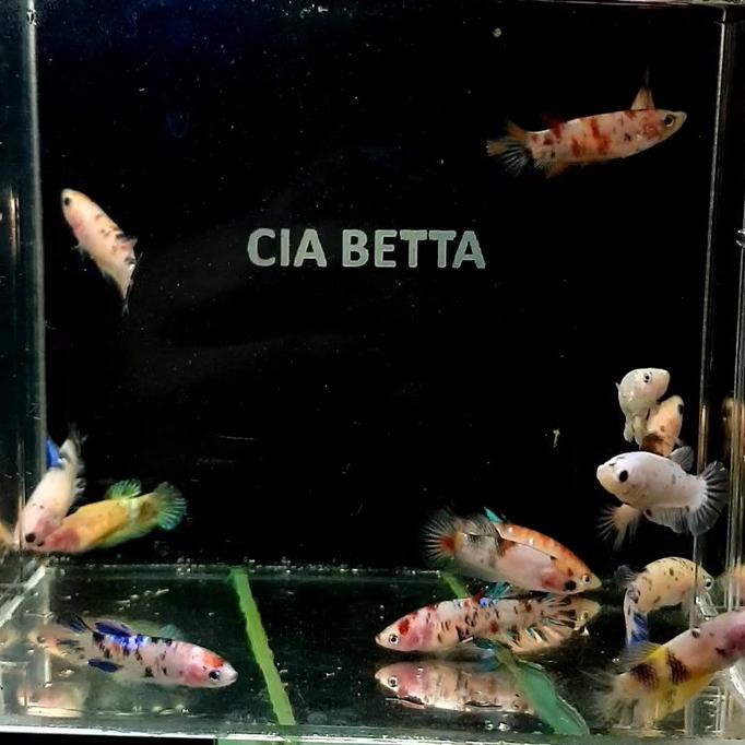 Terlaris Ikan Cupang Female Betina Koi Galaxy Nemo Galaxy Random