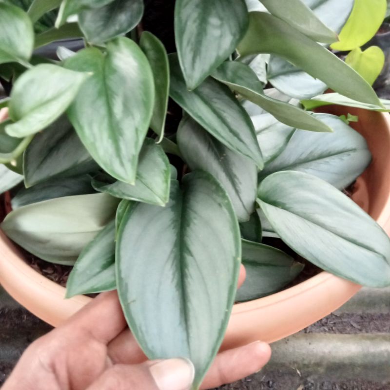 (INYONG PLANT) SCINDAPUS SUSU