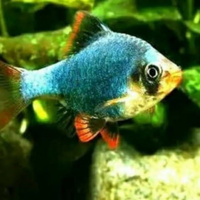 

green blue Sumatra / ikan hias / aquasqape