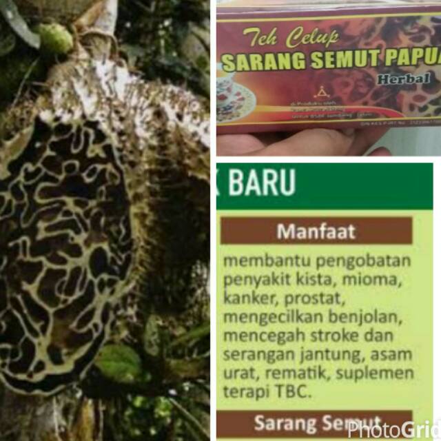 Teh Celup Sarang Semut Papua 20pcs Box Shopee Indonesia