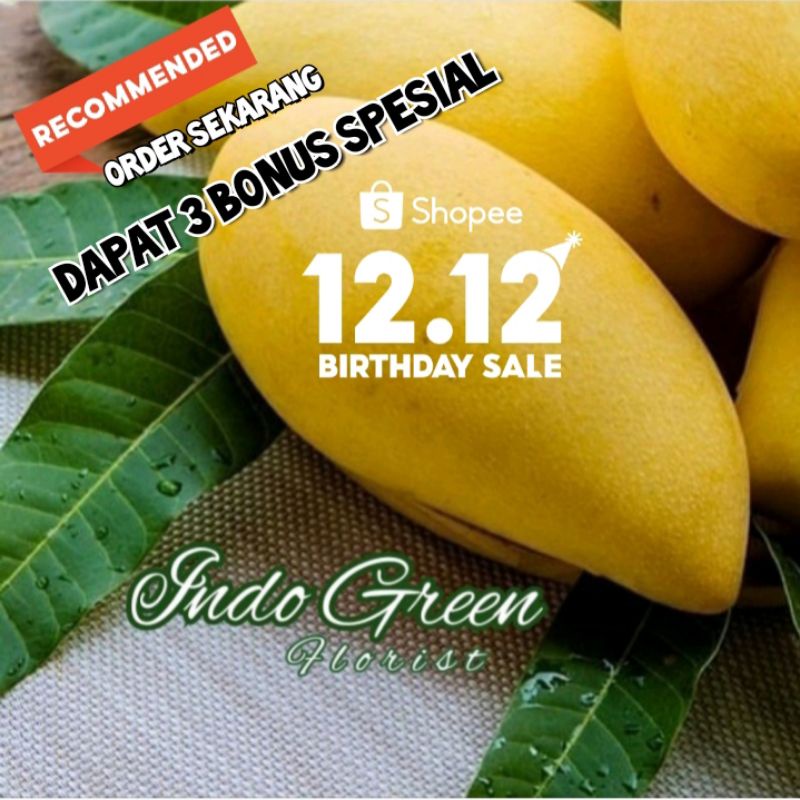 Bibit Mangga Chokanan Berbunga / Tanaman Mangga Sudah Berbunga