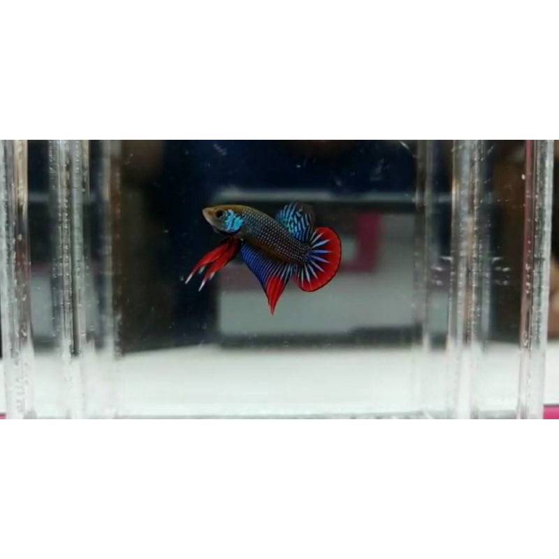 Wild Betta Imbellis Hybrid (persilangan wild betta dengan jenis lain)