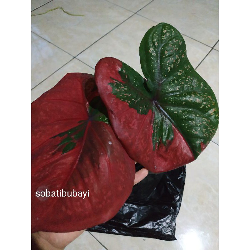 Keladi Baret Indukan / Keladi Thailand Besar / Keladi Baret Murah / Keladi Hias