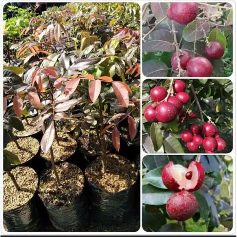 BIBIT KELENGKENG MERAH SIAP BERBUAH UNGGUL