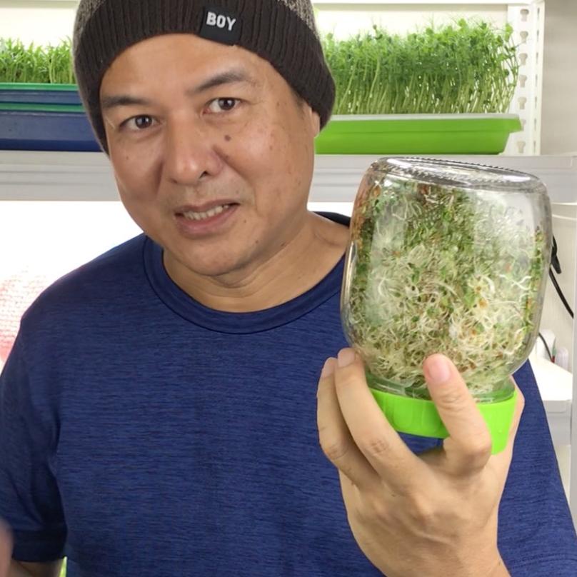 ➺ Alfalfa Sprout/Microgreen seed 100g ◙