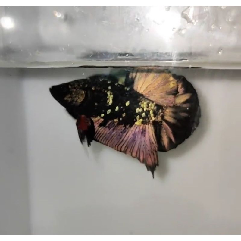 Cupang Hias Avatar Gold