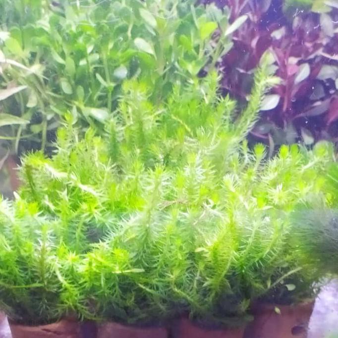 New Rotala Mayaka Tanaman Aquarium Aquascape Shopee Indonesia