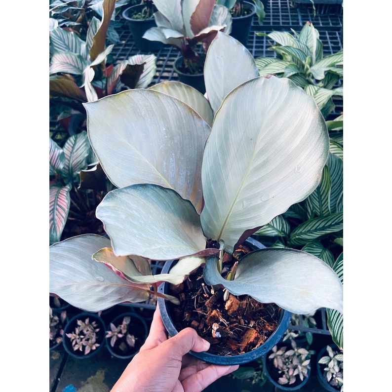 Bibit Tanaman Hias Calathea Silver Plate/Kalathea/Calathea Silver Rimbun