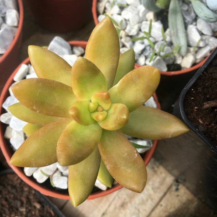 Sukulen Sedum Firestorm | Golden Sedum | Sedum Adolphii | Sedum Nusbaumerianum | Paket Paketan Kaktu