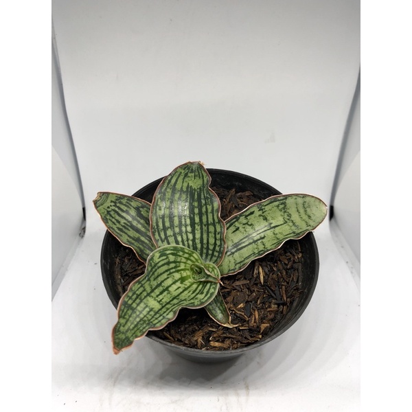 Sansevieria Cleopatra