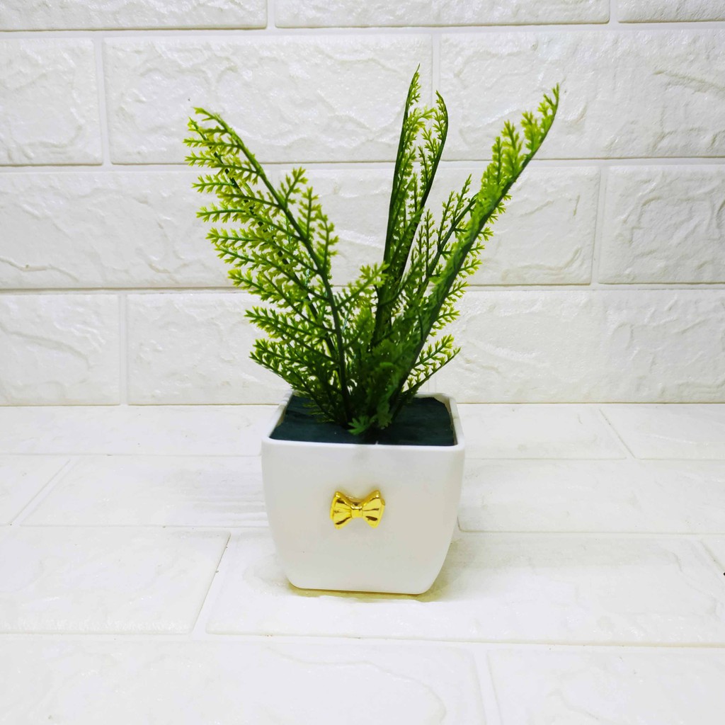 RUMPUT PAKIS POT KOTAK MIRING Tanaman Hias Pajangan Dekorasi Cantik