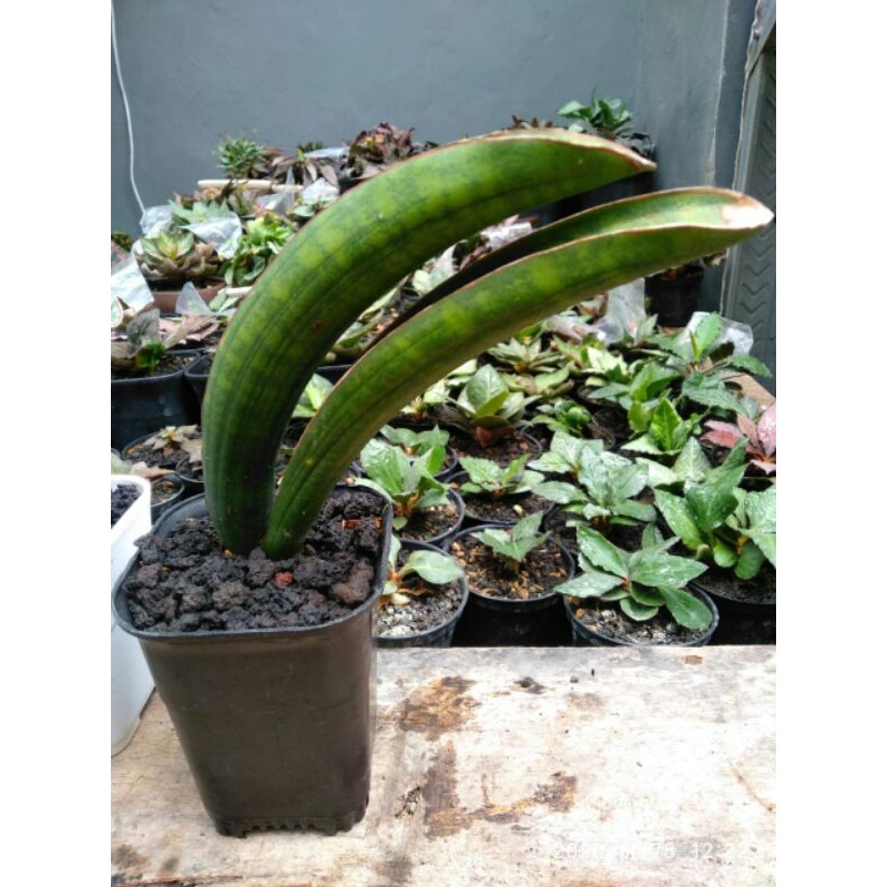 Tanaman hias mini sansevieria / sansivera sinus simiorum
