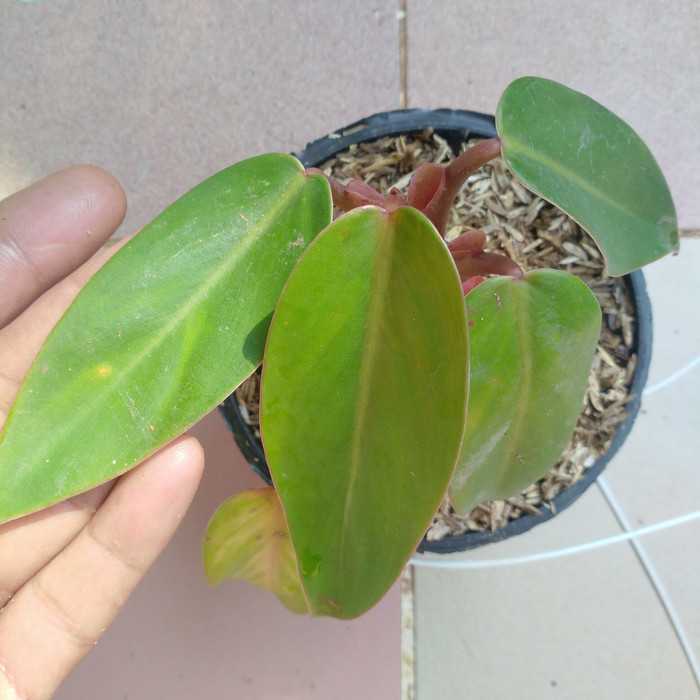 philodendron prince of orange