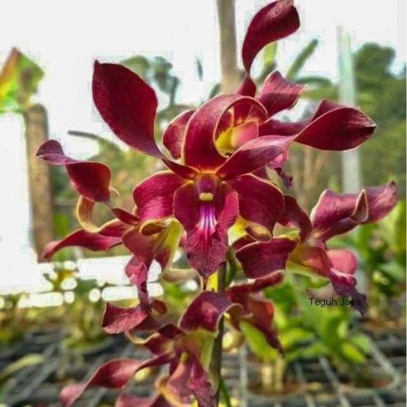 Dendro Queen Cobra mini