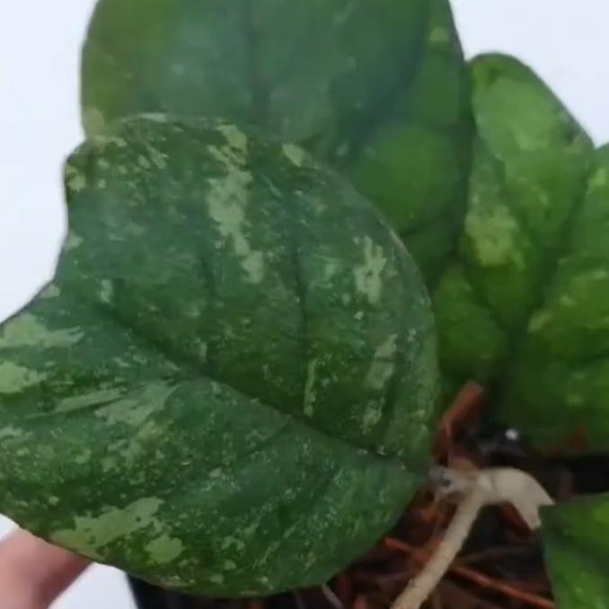 Hoya Deykeae Splash / Hoya Kura Tokomamamuda