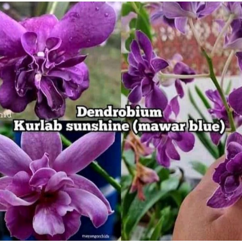 Pohon Bunga Anggrek Dendrobium Mawar Blue Dewasa Siap Spike