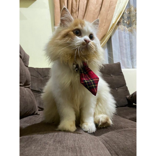 COD !! kalung kucing dasi