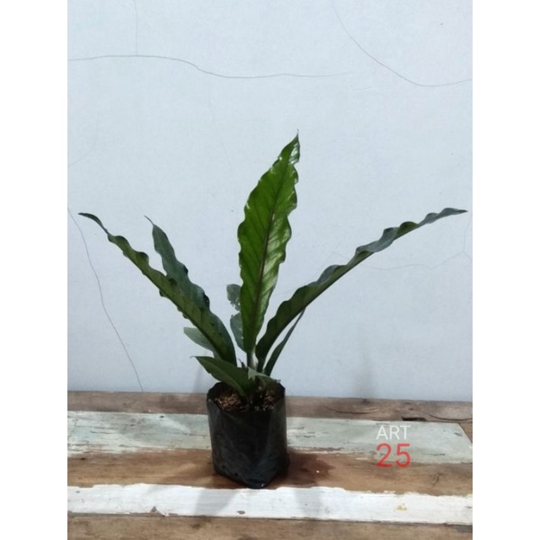 Anthurium Keris Hitam Anturium Black
