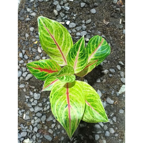 Red panama