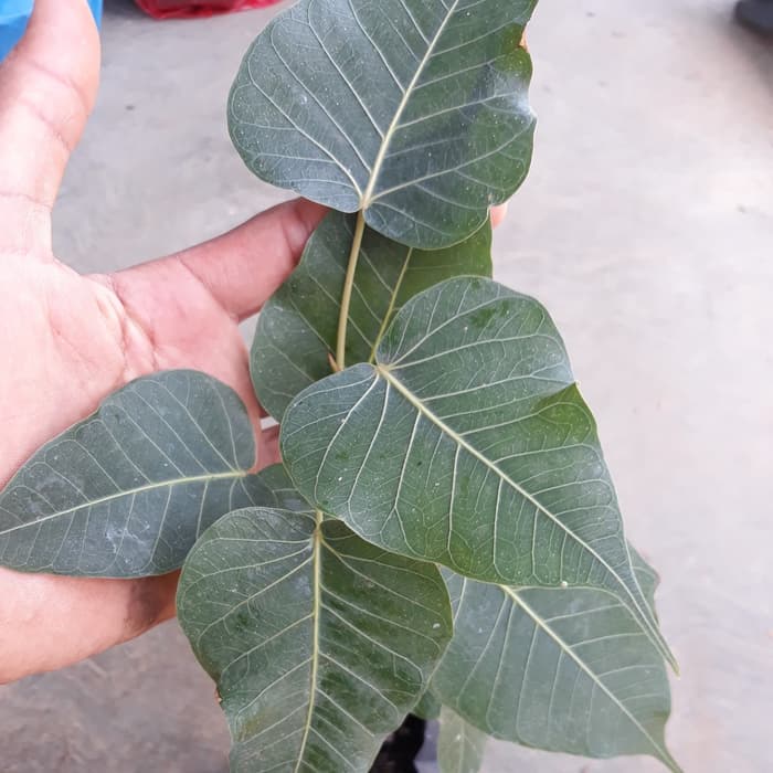 Bibit Tanaman Pohon Bodhi (ficus relogiosa)