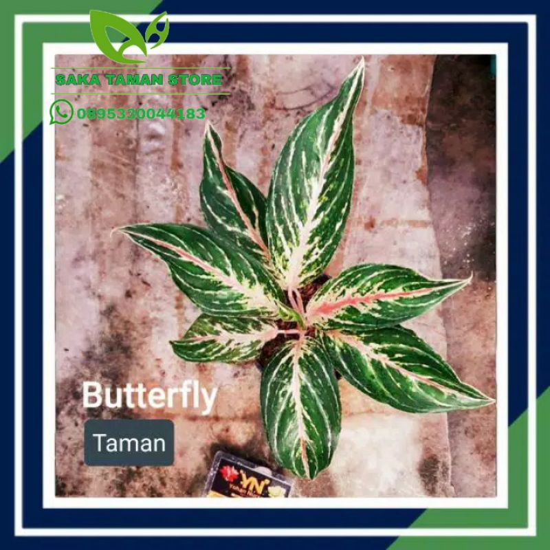 tanaman hias aglonema butterfly - Bibit bunga butterfly aglonema