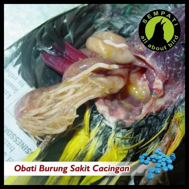 WORMOUT VETAFARM OBAT CACING PADA SEMUA BURUNG