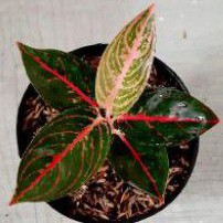 BUNGA AGLAONEMA REANITA