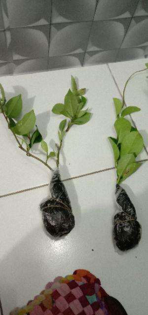Tanaman Bunga Sakura Lokal Pink