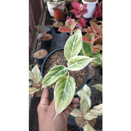 aglonema lipstik white