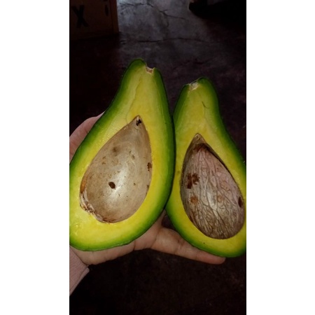

Alpukat Mentega