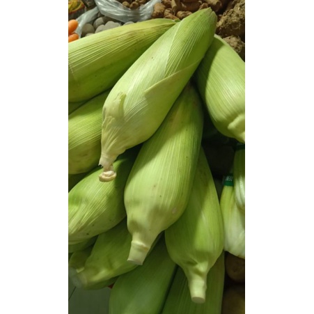

Jagung Manis Madu 1 biji besar