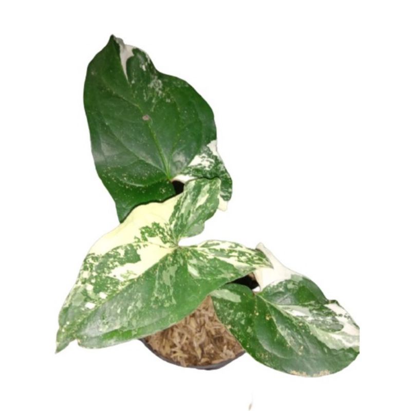 Syngonium albo varigata